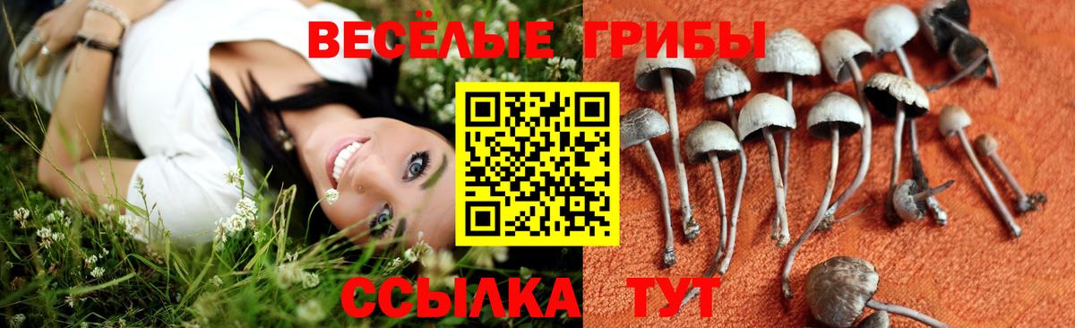 Галлюциногенные грибы Psilocybine cubensis Ачинск